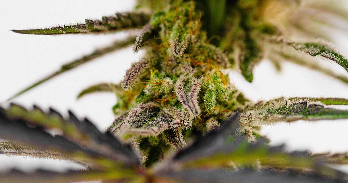 The Ultimate Guide To Choosing The Right Strain Of Cannabis: A Guide To Finding ...