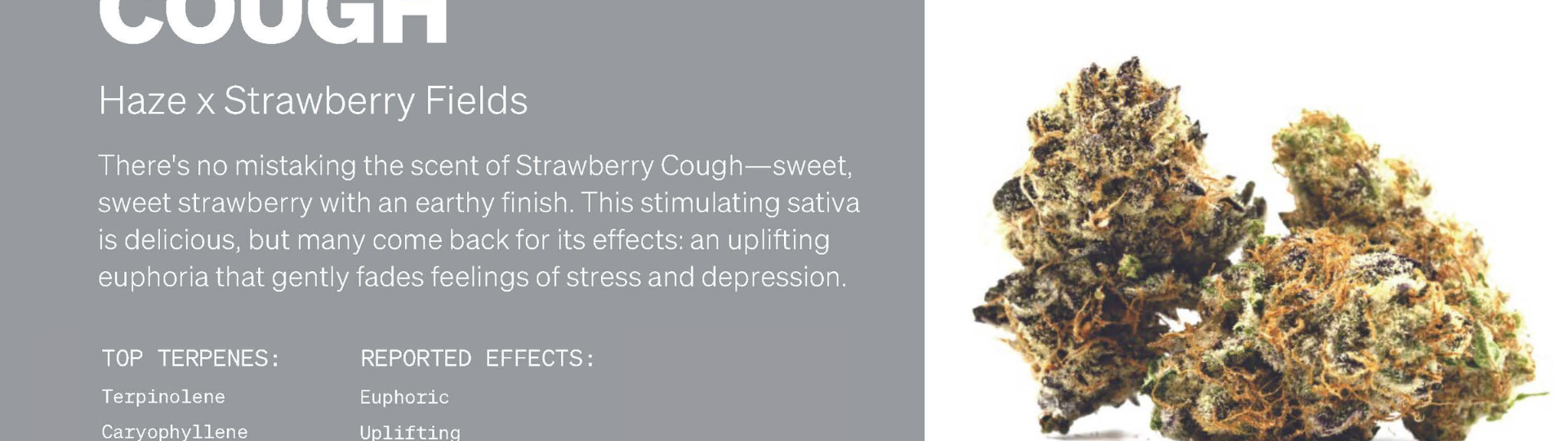 Strawberry Cough Strain: Potency, Effects, & Terpene Profile | MÜV